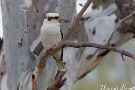 kookaburra